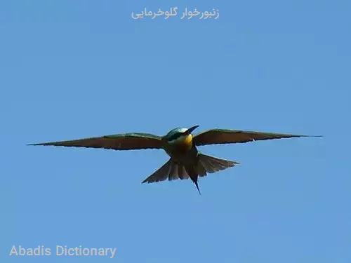 زنبورخوار گلوخرمایی